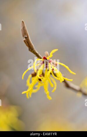 Zaubernuss (hamamelis x intermedia 'Arnold Promise') Stockfoto