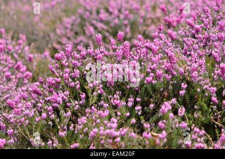 Winter Heidekraut (Erica oleracea 'Winter Rubin' syn. Erica herbacea 'Winter Rubin') Stockfoto