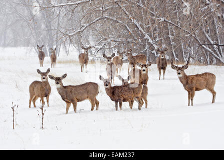 Eine Herde von Maultierrotwild stehen im Schnee in den Rocky Mountain Arsenal National Wildlife Refuge in Commerce City, Colorado. Stockfoto