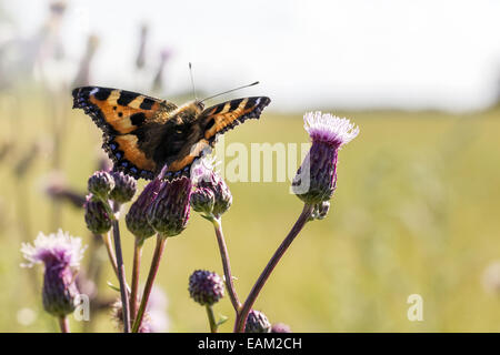 Die Compton-Schildpatt (Nymphalis Vaualbum) Stockfoto