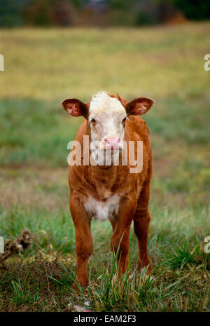 Weiße konfrontiert Hereford Kalb Sommerwiese, Missouri Stockfoto