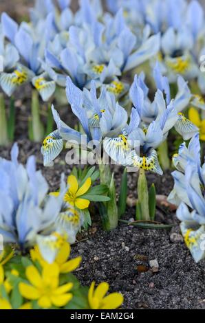 Zwerg Iris (Iris reticulata 'Katherine Hodgkin') Stockfoto