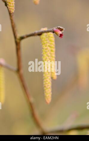 Japanische Hasel (corylus Sieboldiana) mit weiblichen Blüten Stockfoto