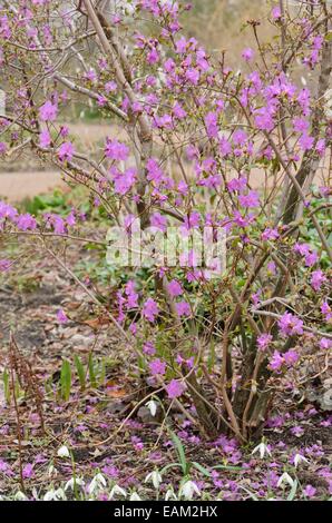 Schnee Azalee (Rhododendron Mucronulatum) Stockfoto