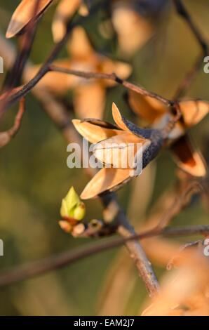 Chinesische magnolia Weinstock (Schisandra chinensis) Stockfoto