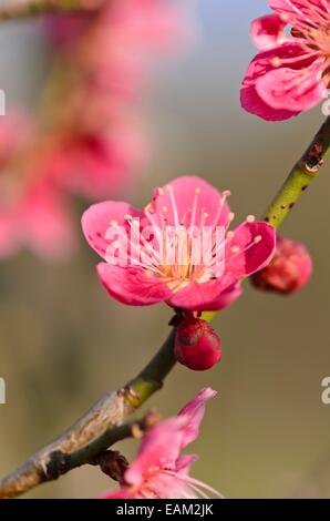 Japanische Aprikose (Prunus japanische Aprikose) Stockfoto