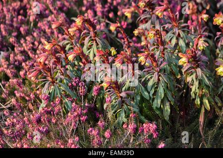 Holz Wolfsmilch (Euphorbia amygdaloides 'Purpurea') und Winter Heidekraut (Erica elegans Syn. Erica herbacea) Stockfoto