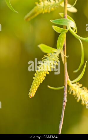 Trauerweide (Salix alba 'tristis') Stockfoto