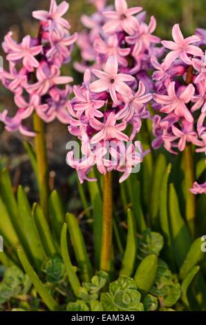 Gemeinsame Hyazinthe (Hyacinthus orientalis toll Cornelia') Stockfoto