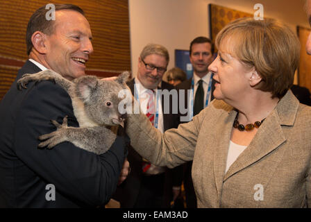 Bundeskanzlerin Angela Merkel Haustiere Jimbelung die Koala von australischen Premierministers Tony Abbott vor Beginn des G20-Staats-und Regierungschefs Gipfel 15. November 2014 in Brisbane, Australien statt. Stockfoto