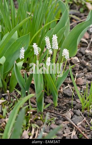 Armenischen Traubenhyazinthen (Muscari armeniacum 'White Magic') Stockfoto