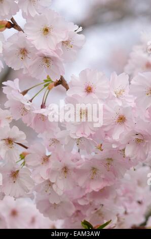 Herbst Kirsche (Prunus subhirtella x sargentii "Ritterschlag") Stockfoto