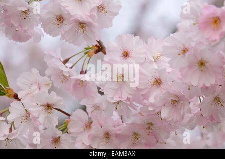 Herbst Kirsche (Prunus subhirtella x sargentii "Ritterschlag") Stockfoto