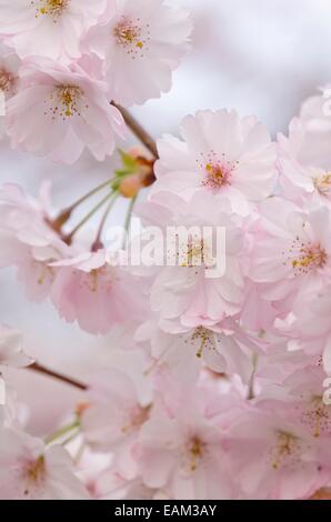 Herbst Kirsche (Prunus subhirtella x sargentii "Ritterschlag") Stockfoto