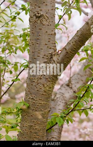 Herbst Kirsche (Prunus subhirtella x sargentii "Ritterschlag") Stockfoto