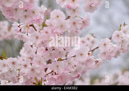 Herbst Kirsche (Prunus subhirtella x sargentii "Ritterschlag") Stockfoto