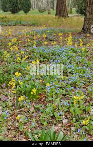 Blue-eyed Mary (Omphalodes verna) und barrenwort (epimedium x perralchicum 'Frohnleiten') Stockfoto