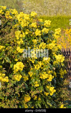 Mahonie (Mahonia aquifolium) Stockfoto