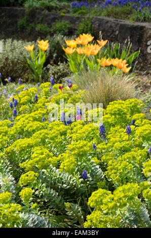 Blau - Wolfsmilch (Euphorbia myrsinites), Traubenhyazinthen (Muscari) und Tulpen (Tulipa) Stockfoto