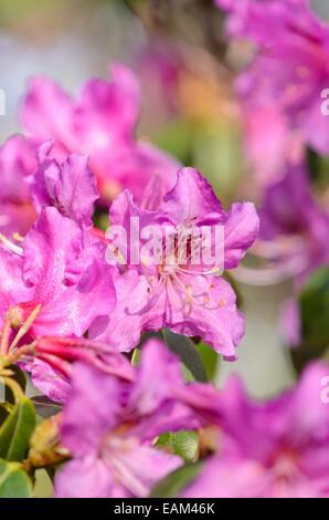 Rhododendron (Rhododendron rubiginosum) Stockfoto