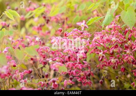 Barrenwort (epimedium x rubrum) Stockfoto