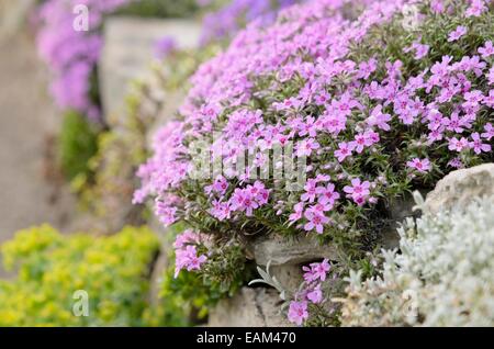 Moss Phlox (Phlox subulata) Stockfoto