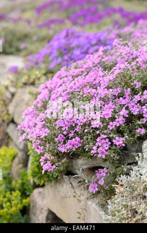 Moss Phlox (Phlox subulata) Stockfoto