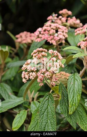 Lederfarn viburnum (Viburnum rhytidophyllum) Stockfoto