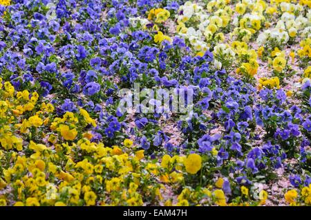 Garten Stiefmütterchen (Viola x wittrockiana) Stockfoto