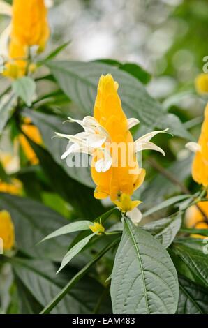 Lollipop plant (pachystachys lutea) Stockfoto