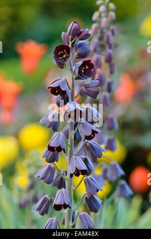 Persische Glocken (fritillaria persica) Stockfoto