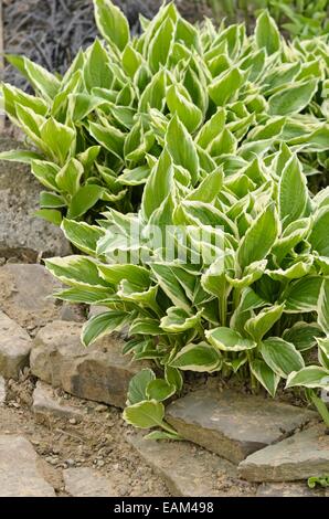 Wegerich Lily (Hosta undulata 'hyacinthina') Stockfoto