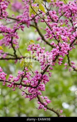 Chinesische redbud (Cercis chinensis) Stockfoto