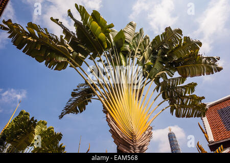 Ravenala Madagascariensis, allgemein bekannt als Baum des Reisenden oder des Reisenden Palm Stockfoto