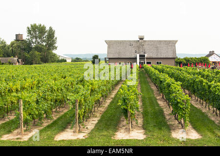 Kanada, Ontario, Niagara-on-the-Lake, Weingut Inniskillin, Reihen von Reben im Weinberg mit einer Weinkellerei Gebäude Stockfoto