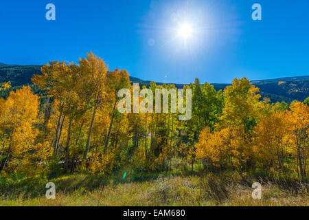 Lebendige Grün und gelb fallen Bäume gegen blauen Himmel Stockfoto