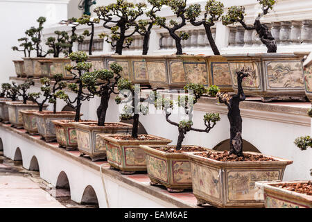 Bonsai-Bäume im Tempel Wat Phra Kaeo, Bangkok, Thailand Stockfoto