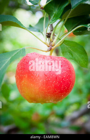 A in der Nähe von einen einzigen hellen roten Apfel auf einem Apfelbaum Stockfoto