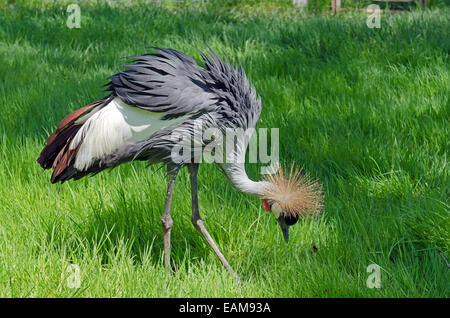 Kran am grünen Unschärfe Hintergrund gekrönt Stockfoto