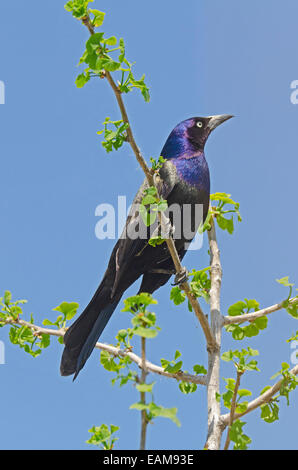 Gemeinsamen Grackle Baum oben im Frühling Stockfoto