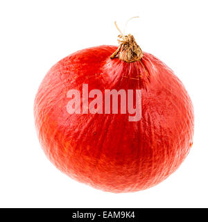 Red Kuri Squash, kleiner Kürbis auf einem weißen Hintergrund isoliert Stockfoto