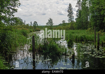 Wald-Flusslandschaft mit kaputten Brücke. Stockfoto