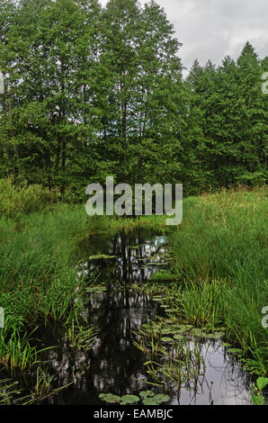 Waldlandschaft mit wilden Fluss. Stockfoto