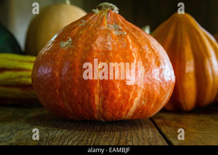 Eine rote Kuri Hubbard Squash Stockfoto