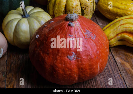 Eine rote Kuri Hubbard Squash Stockfoto