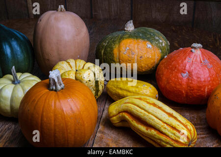 Ein Sortiment von Winter Squash, Kabocha, Zucker Kürbis, Delicata, süße Knödel, red Kuri, Eichel, Kürbis, weißen Kürbis Stockfoto