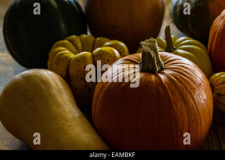 Eine Sammlung von Winter Squash Acorn, Butternut, Zucker Kuchen, Kürbis, süße Knödel, Butternut Kürbis Kreuz Stockfoto