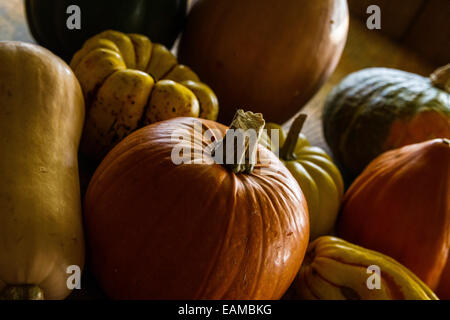 Eine Sammlung von Winter Squash Acorn, Butternut, Zucker Kuchen, Kürbis, süße Knödel, Butternut Kürbis Kreuz Stockfoto