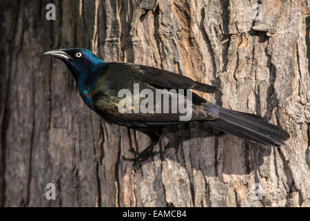 Erwachsene häufig Grackle festhalten an Seite des Baumes Stockfoto