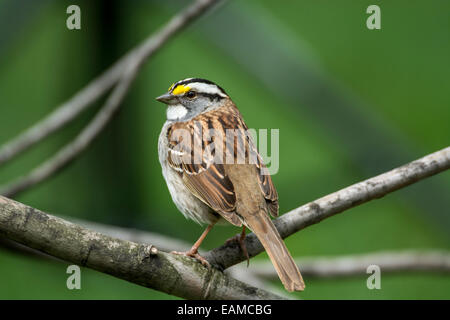 Weiß – Throated Spatz weiß gestreiften Erwachsenen thront auf Ast Stockfoto